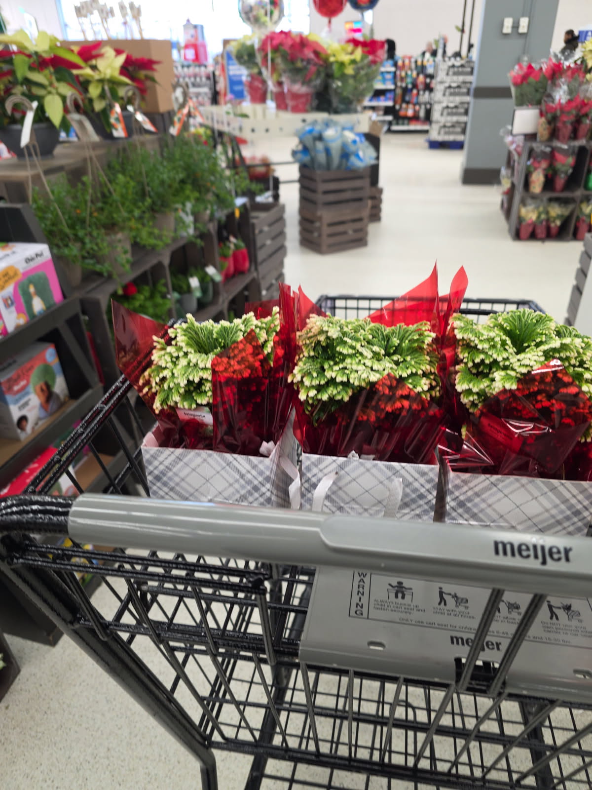 Five holiday ferns purchased December 19, 2025 for widow visits
